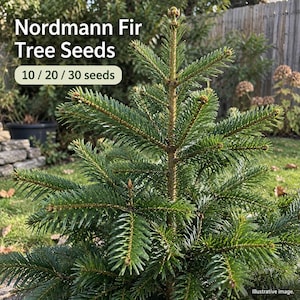 May include: A young Nordmann Fir tree with dense, dark green needles and a central vertical stem. The image includes the text Nordmann Fir Tree Seeds and 10 / 20 / 30 seeds, indicating the quantity options available for these plant seeds.