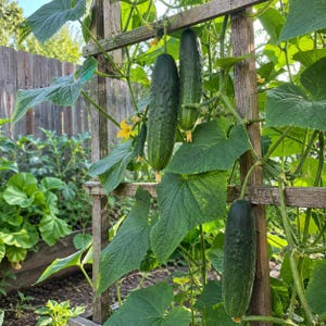 Komkommerzaad x25 | Voor Moestuin en Pot, Natuurlijke Tuinier