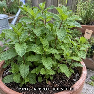 Semi di menta – circa 100 semi aromatici per vaso e giardino