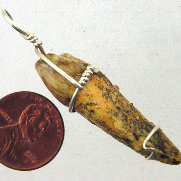 Sterling Silver Wire Wrapped Romanian Cave   Canine Tooth Fossil Necklace Pendant  24" SP chain  9467P abe