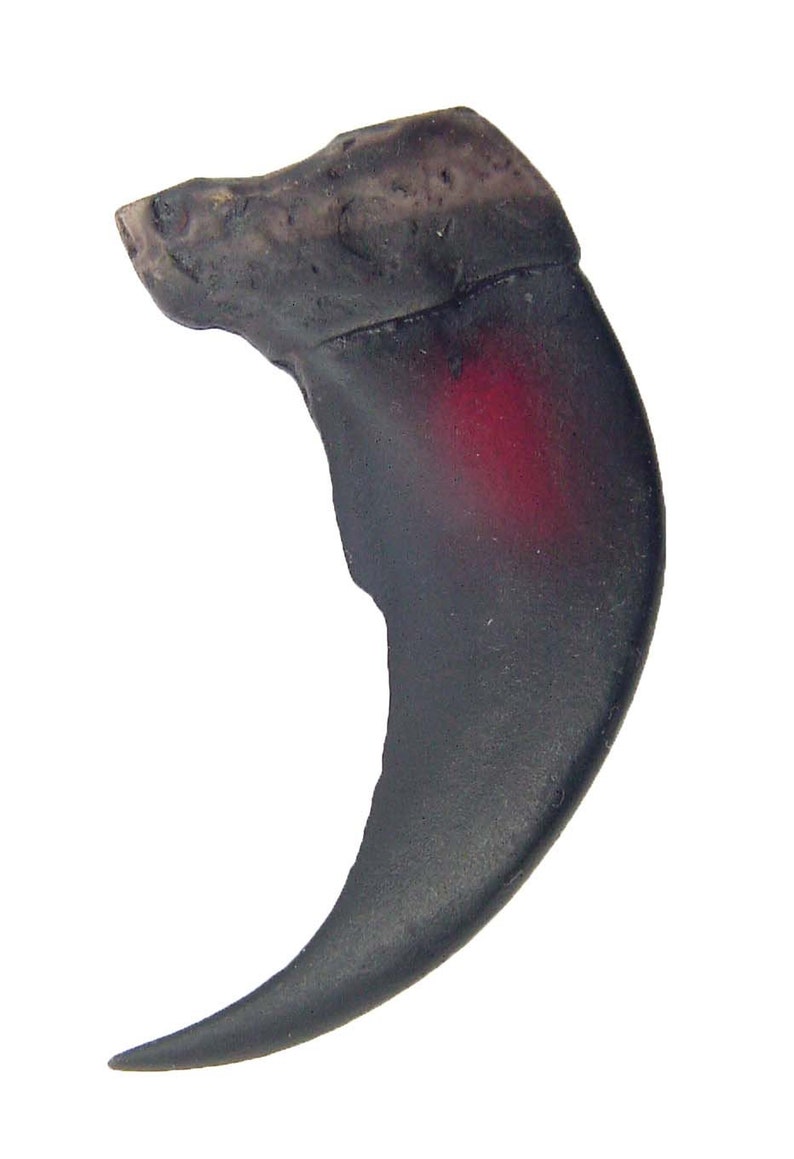Grizzly Bear Claws Replica 117 Image 0