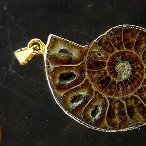 Può includere: Un ciondolo con un guscio di ammonite fossilizzato con finiture e anello in metallo dorato. Il guscio mostra un motivo a spirale nei toni del marrone e beige, con camere interne visibili. Un gioiello unico.