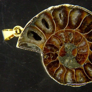 Può includere: Un ciondolo dorato con un ammonite fossilizzato con un motivo a spirale. L'ammonite è marrone e bianca con un centro marrone scuro. Il ciondolo ha un diametro di circa 5 cm.