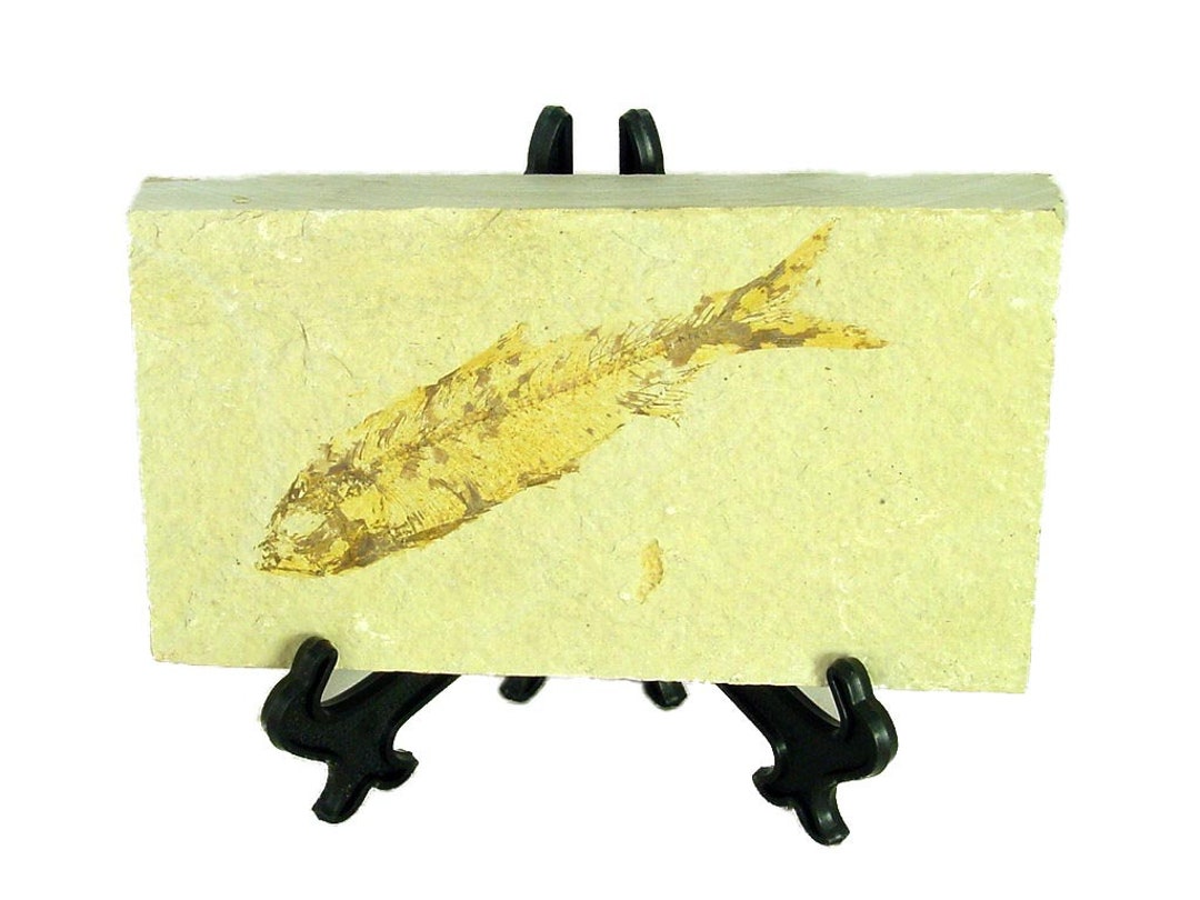 Natural Knightia Herring Fish Fossil Kemmerer Wyoming USA Etsy