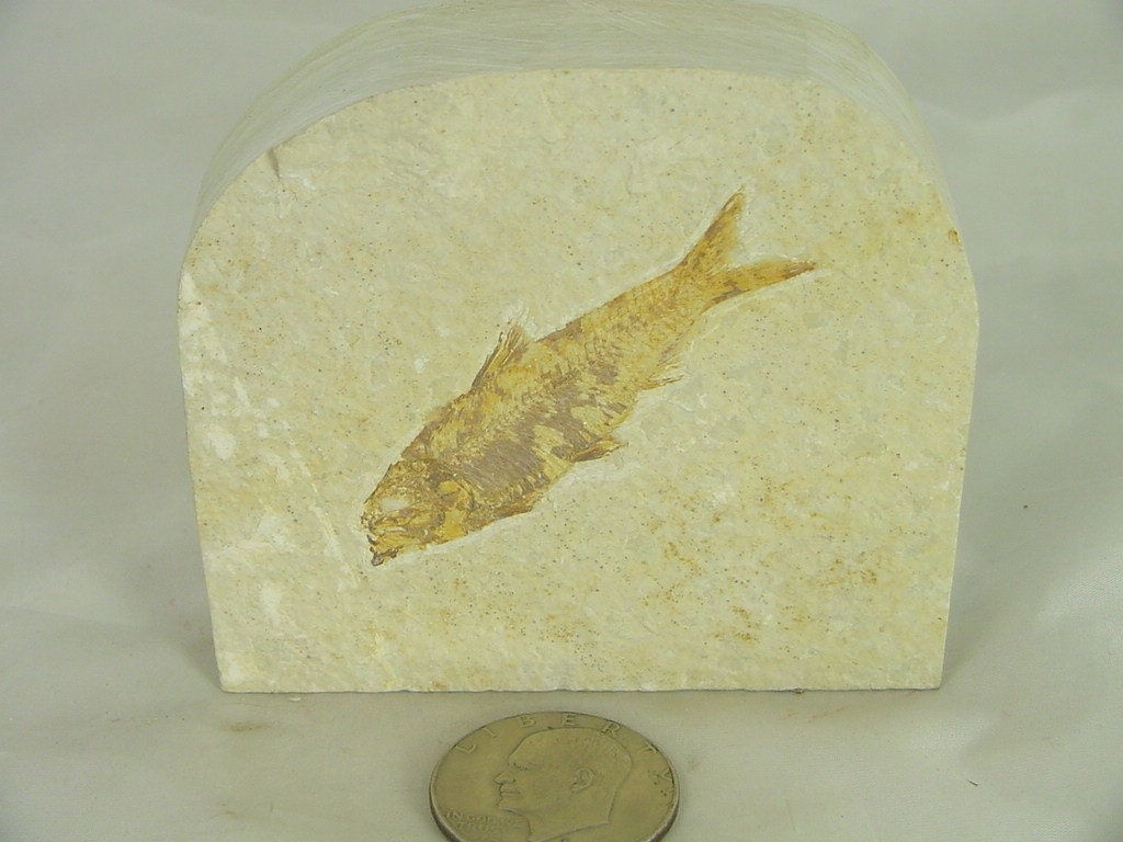 Natural Knightia Herring Fish Fossil Kemmerer Wyoming USA Etsy