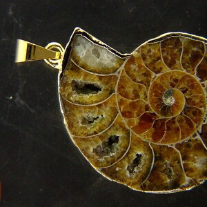 Può includere: Ciondolo con conchiglia di ammonite fossilizzata lucidata, con bordo in metallo dorato. Il guscio mostra un motivo a spirale nei toni del marrone e beige, con camere interne visibili. Gioiello unico.