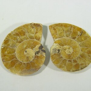 May include: Two halves of a fossilised ammonite shell, displaying a spiral pattern. The shell segments are a warm, golden-brown colour with visible internal chambers. The fossil is set against a plain white background, highlighting its natural texture and form.
