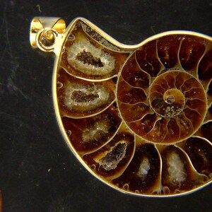 Può includere: Un ciondolo dorato con un ammonite fossilizzato con un motivo a spirale e colori marroni e bianchi iridescenti.