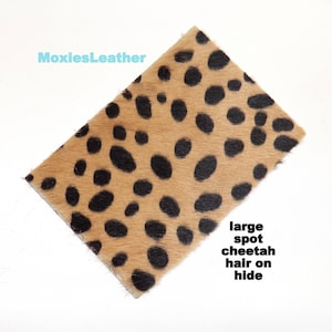 May include: A close-up of a tan and black cheetah hide with large spots. The hide is soft and has a natural feel.  The text "large spot cheetah hair on hide" is written below the hide.