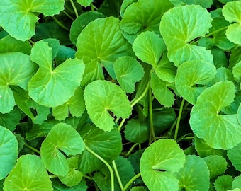 May include: A dense cluster of vibrant green Centella asiatica leaves, also known as Gotu Kola. The foliage features rounded, fan-shaped leaves with slightly scalloped edges and prominent veins, growing on thin, light green stems in a thick patch.