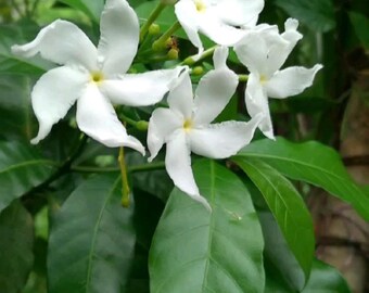 May include: A cluster of white Crape Jasmine flowers with five petals each and yellow centers, surrounded by glossy, dark green, oval-shaped leaves. The text Crape Jasmine Leaves is printed in green across the top of the image.