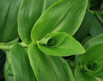 May include: A vibrant green plant featuring multiple pointed, lance-shaped leaves that grow in a spiral arrangement along the stem. The foliage displays a smooth texture with visible parallel veins, creating a dense, layered appearance of lush greenery.