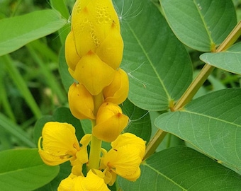 May include: A Senna alata plant featuring a vertical, cone-shaped cluster of bright yellow, overlapping buds at the top, transitioning into fully bloomed, ruffled yellow flowers at the base, surrounded by smooth, oval-shaped green leaves.