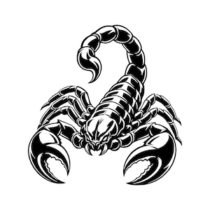 Op de afbeelding: Een grafische illustratie in zwart-wit met hoog contrast van een schorpioen. Het wezen is afgebeeld in een defensieve houding met de staart naar voren gebogen over het gesegmenteerde lichaam, voorzien van grote scharen en acht poten.