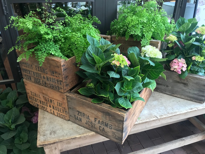 Crate Vintage Wood Crates ZORIA FARMS fruit boxes San Jose Madera Brentwood image 5