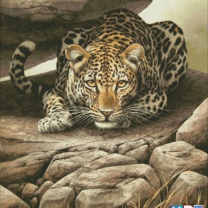 May include: A detailed cross-stitch pattern of a leopard, featuring a tan and black spotted coat, amber eyes, and a focused gaze. The leopard is resting on a rocky surface, with additional rocks and dry grass in the foreground.