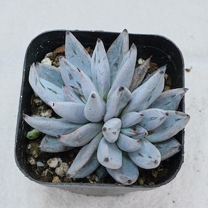 May include: A succulent plant with thick, pointed, pale blue-grey leaves arranged in a dense rosette pattern. The leaves feature dark, sharp tips and are planted in a square black plastic pot filled with dark, coarse potting soil and small pebbles.