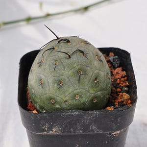 Op de afbeelding: Een kleine, ronde, groene cactus met een textuur van geometrische patronen en scherpe, donkere stekels die uit het midden steken. De cactus is geplant in een zwarte plastic pot gevuld met donkere, grove, roodbruine aarde en grind.
