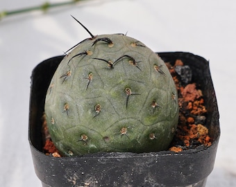 単頭テフロカクタス、生きた多肉植物、珍しいロゼット多肉植物、育てやすい室内植物ギフト