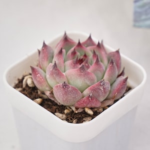 May include: A small succulent plant with thick, fleshy, pale green leaves that transition to deep pink and purple tips. The plant is potted in a square, white plastic container filled with dark soil and small, light-colored pebbles.
