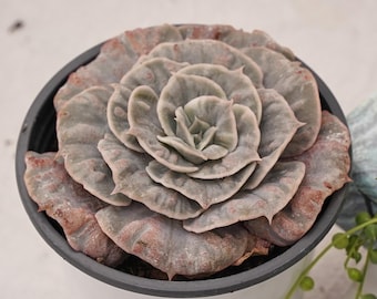 Echeveria Marvel Monsterus, suculenta viva, suculenta roseta rara, planta de interior de fácil cuidado, ideal como regalo.