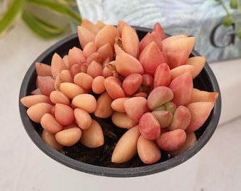 Pachyphytum Peach Blossom Crested, Live Succulent, Rare Rosette Succulent, Easy Care Indoor Plant Gift