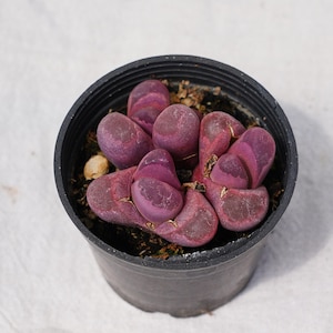 May include: A small black plastic pot containing a cluster of purple succulent plants. The plants have smooth, rounded, pebble-like leaves with a deep magenta and violet coloration. The soil is visible between the succulent leaves in the pot.