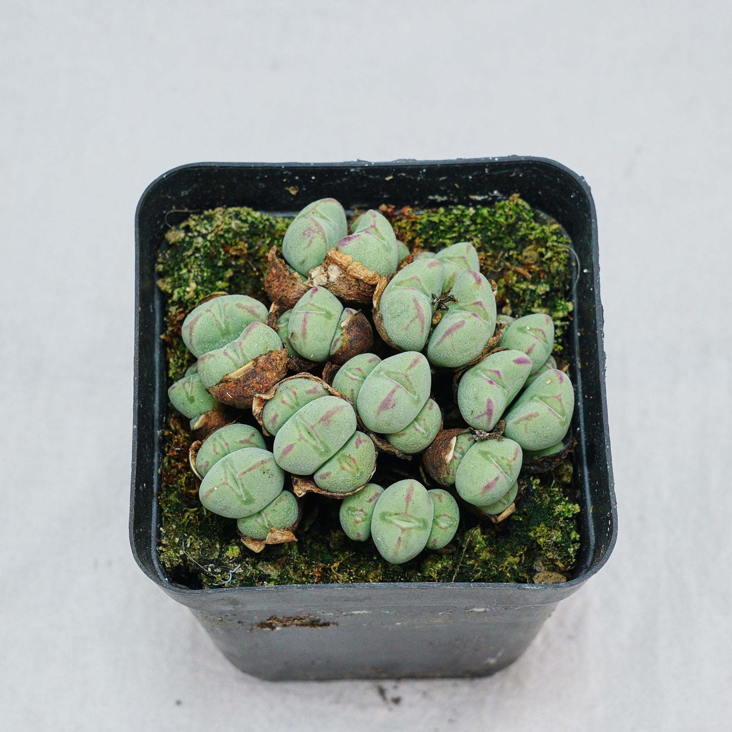 Conophytum bilobum - Etsy 日本