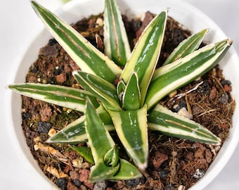 Snow Mountain Agave, lebende Sukkulente, seltene Rosetten Sukkulente, pflegeleichtes Zimmerpflanzengeschenk