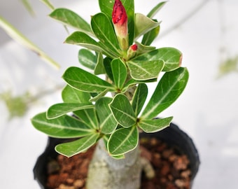 Bonsái de Adenium Obesum, suculenta viva, suculenta de roseta rara, planta de interior de fácil cuidado, ideal como regalo.
