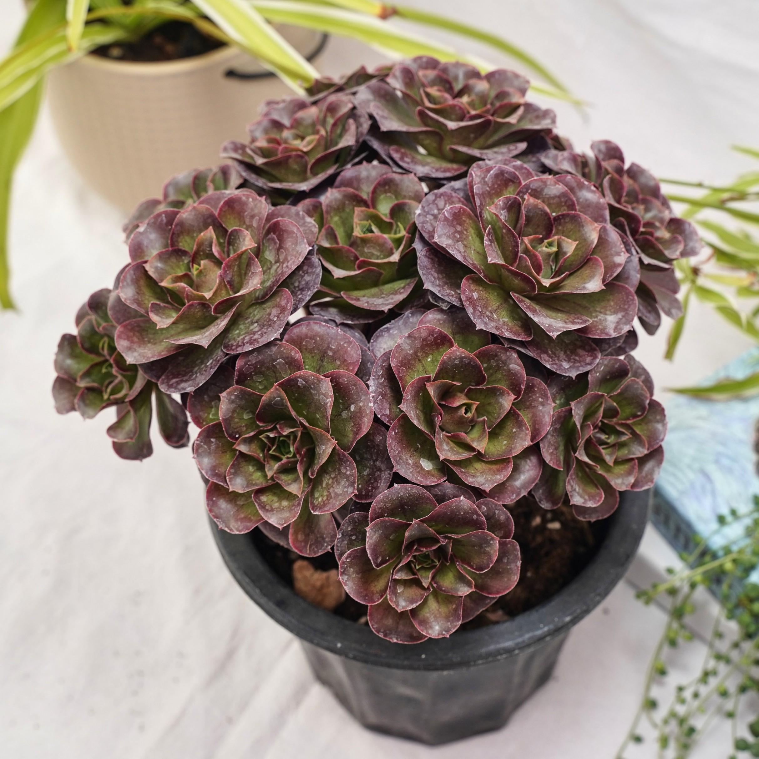 Aeonium black rose - Etsy 日本