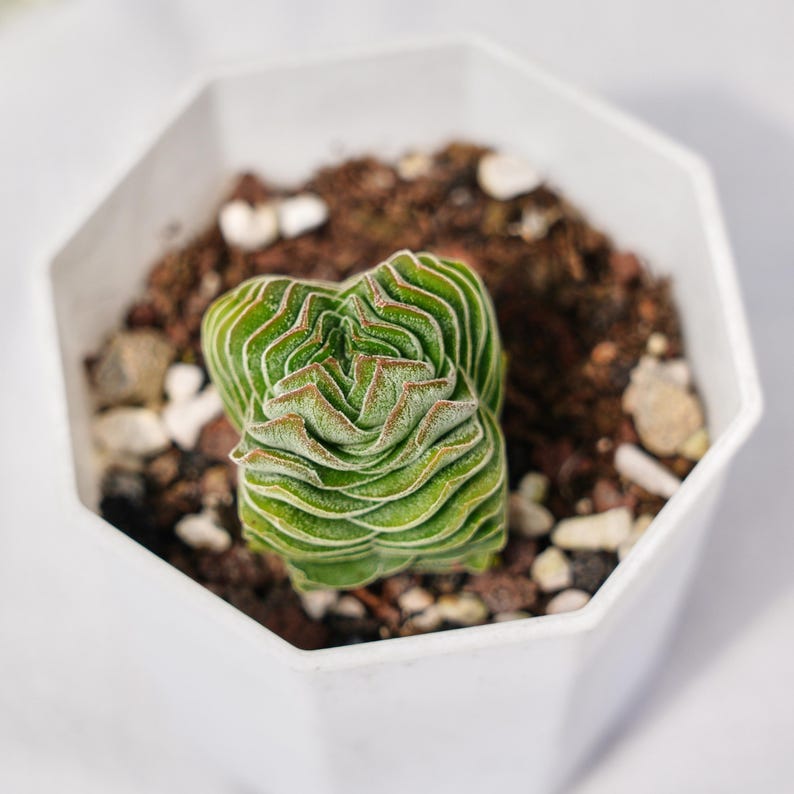 Large Square Tower Cactus Live Succulent Rare Rosette Succulent Easy large-square-tower-cactus-live-succulent-rare-rosette-succulent-easy