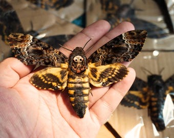 1 Real Deaths Head Hawk Moth Acherontia Lachesis Spread Wings Specimen, Entomology Collection