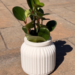 May include: A small, potted plant with glossy green leaves and reddish stems. The plant sits in a white, ribbed ceramic pot. The pot is round with a wide opening. The image is taken outdoors in natural light.