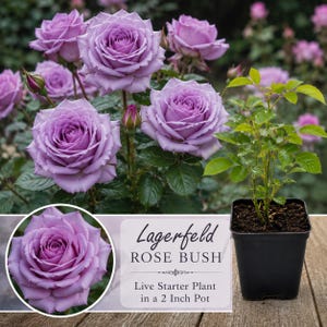 Puede incluir: Un rosal Lagerfeld con flores de color lavanda y hojas verdes. La planta está en una maceta de plástico negra. El texto dice: Lagerfeld ROSE BUSH Live Starter Plant in a 2 Inch Pot. Un recuadro circular muestra un primer plano de una rosa.