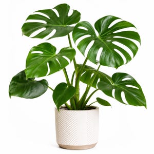 May include: A vibrant green Monstera deliciosa plant with large, split, heart-shaped leaves. The plant is potted in a cylindrical, off-white ceramic planter featuring a textured, repeating chevron pattern around the exterior and a smooth base.