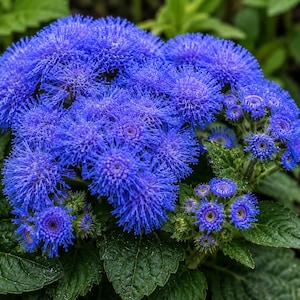 Ageratum Dondo Blue Seeds | Blue Floss Flower Seeds | Annual Garden Flower | Pollinator Friendly | Easy to Grow
