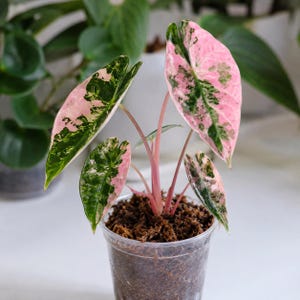 Bambino Alocasia Variegated Pink - Etsy