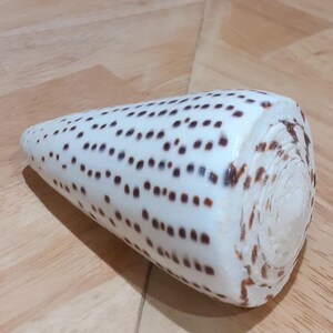 May include: A cone shell with a smooth white surface featuring rows of small, dark brown rectangular spots. The shell has a tapered, conical shape with a flat, spiraled top, displaying a natural pattern of dark markings along its length.