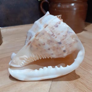 Può includere: Una grande conchiglia a spirale con un interno liscio color crema e un esterno strutturato caratterizzato da motivi maculati marroni e marrone chiaro. La conchiglia presenta un'ampia apertura con una serie di piccole creste dentellate sul bordo.
