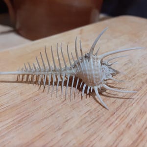 Peut inclure: Un coquillage beige clair avec de multiples épines pointues et une texture nervurée. La coquille a une longue extension pointue et repose sur une surface en bois brun clair. Le design complexe de la coquille est clairement visible.