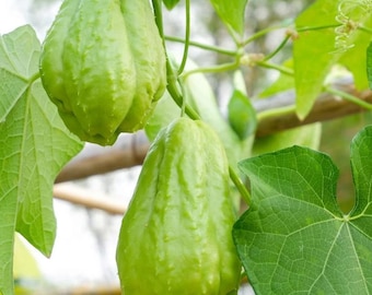 Chayote Seeds (Sechium edule) Non-GMO Tropical Climbing Vine Vegetable for Home Gardens