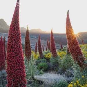 Bizarre Plants - Etsy