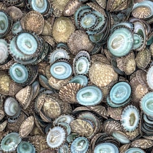1 Kilo (2.2 Lb) Green Limpet Shells