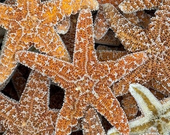 25 pcs 4-5"  Sugar Starfish Bulk