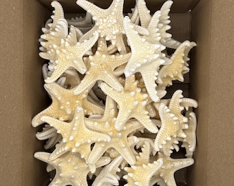 50 pcs 3-4" White Knobby Starfish