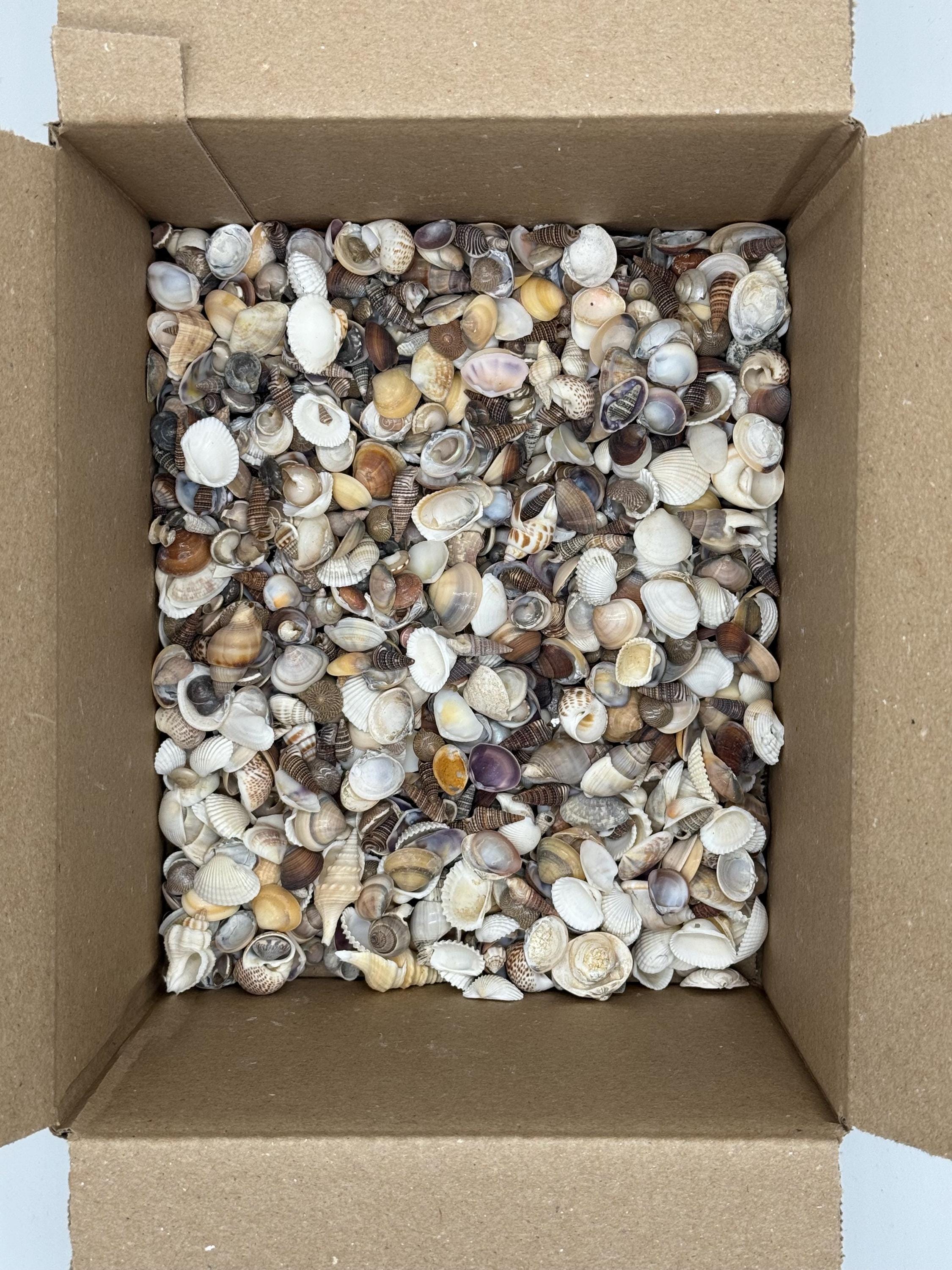 2 Kilos (5 Lbs) of Small Mix Shells Natural - Etsy