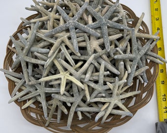 100 pcs Real Linkia Starfish Blue 3-4”