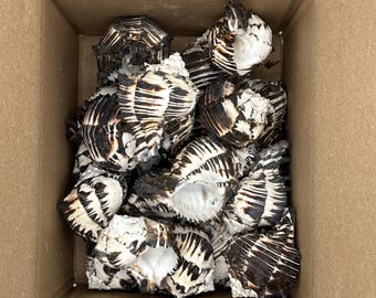 25 pcs 4-5" Black Murex Bulk
