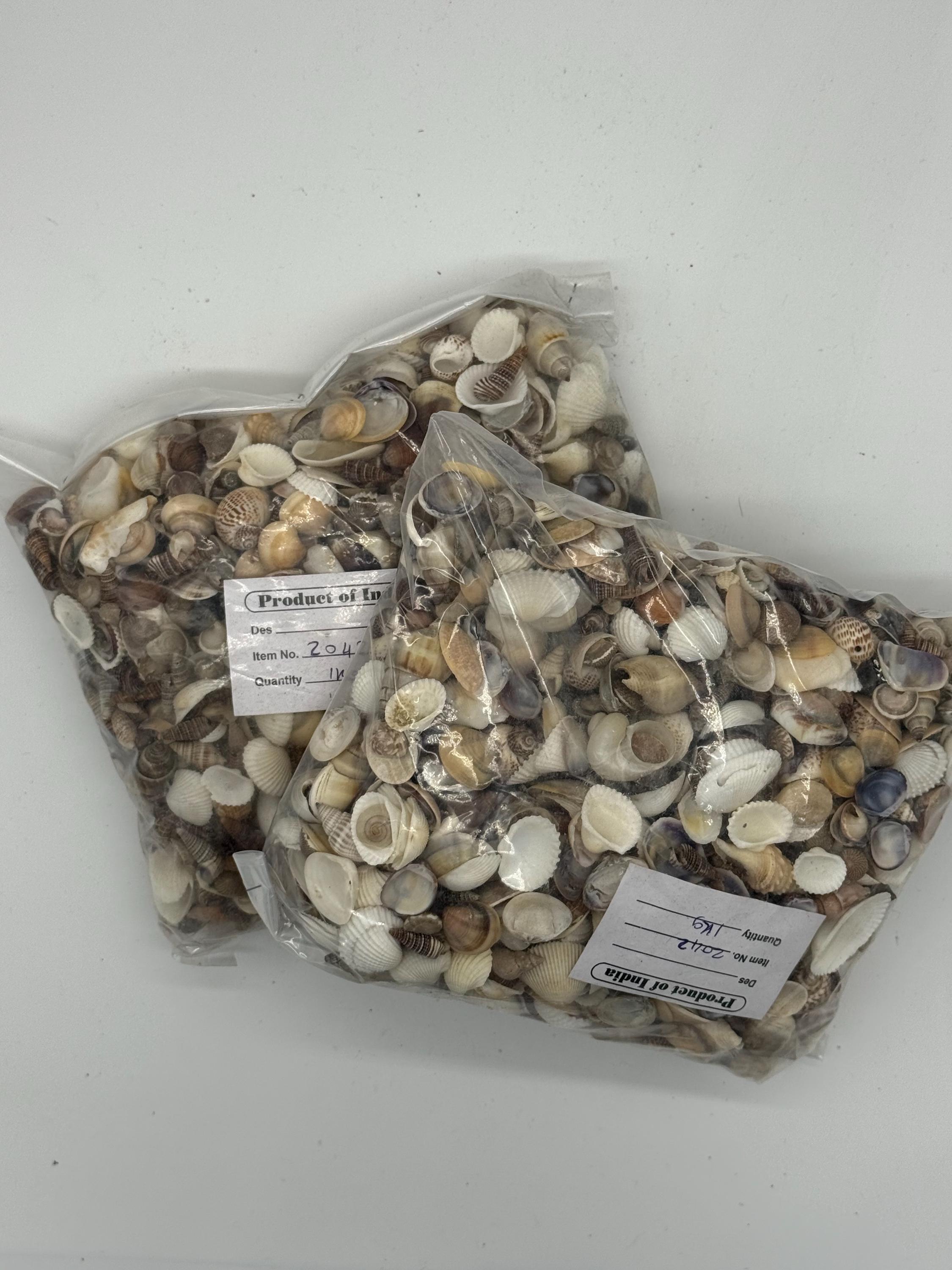 2 Kilos (5 Lbs) of Small Mix Shells Natural - Etsy